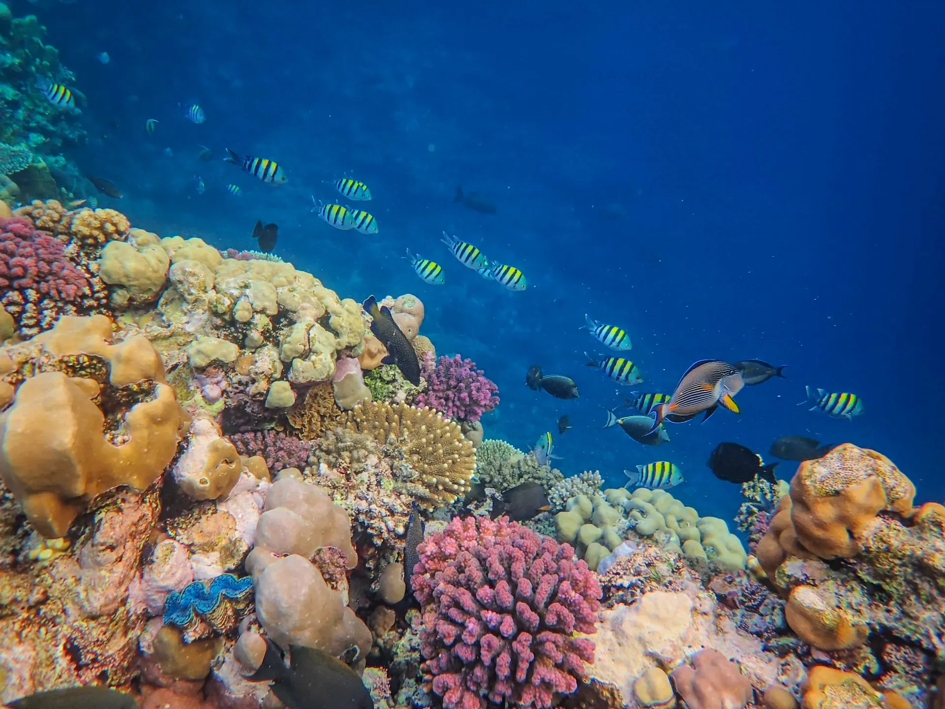 Coral reef at Puerto Galera in the Verde Island Passage with schooling reef fish over a dense soft and hard coral garden