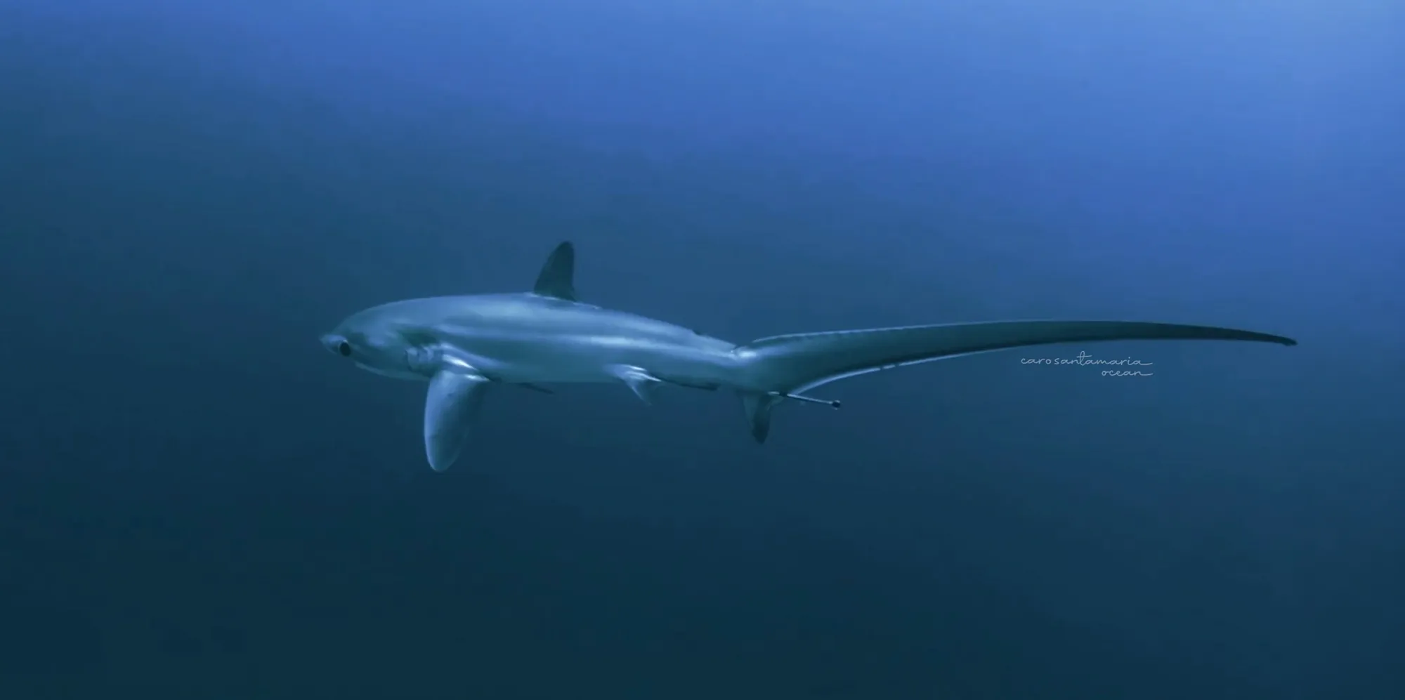 Thresher shark in profile against the deep blue, the long upper-lobe tail extending behind the body, photographed by Caro Santamaria in Puerto Galera