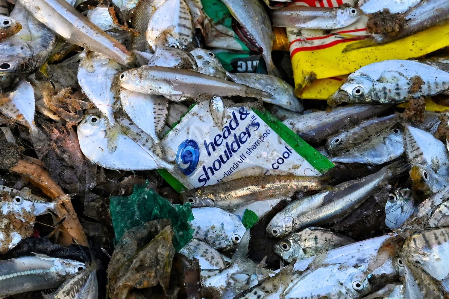 Unilever sachet packaging product waste picked up from the ocean in a pile of rubbish and dead fish