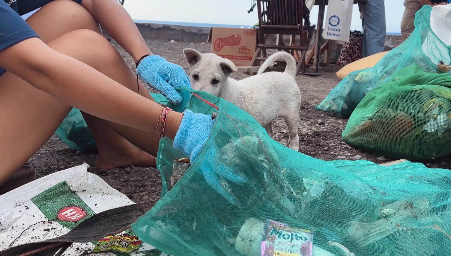 puppy in the middle of trash pile during beach cleanup