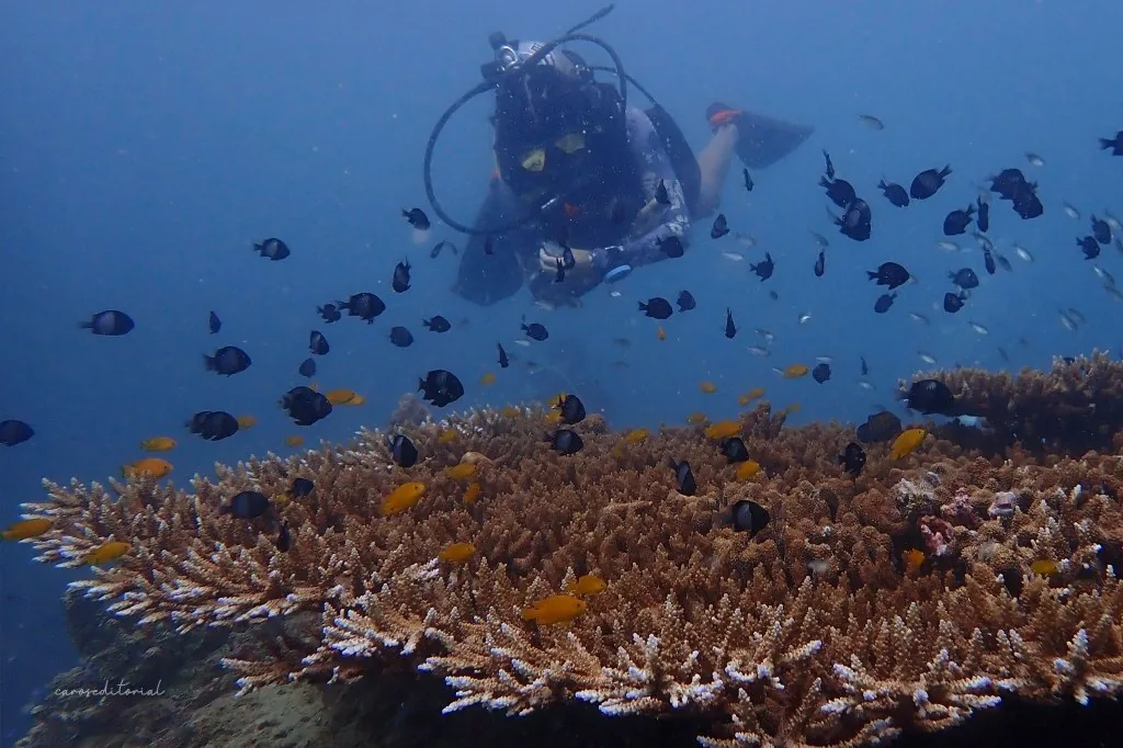 Scuba diving on a coral reef