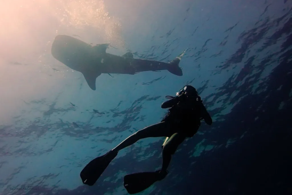 Scuba diving with a whale shark
