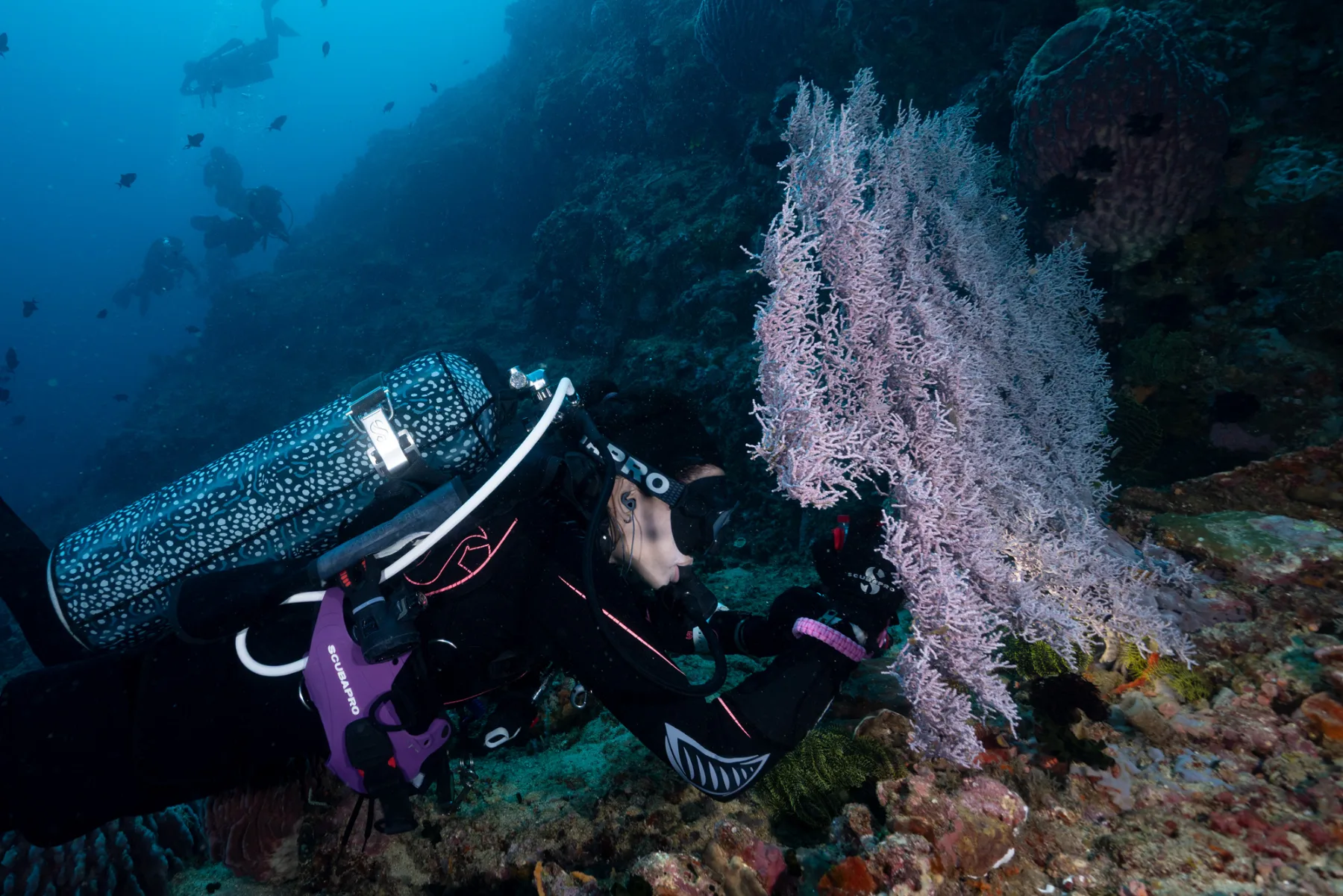 Scuba diver wearing SurfEars earplugs while photographing a sea fan underwater