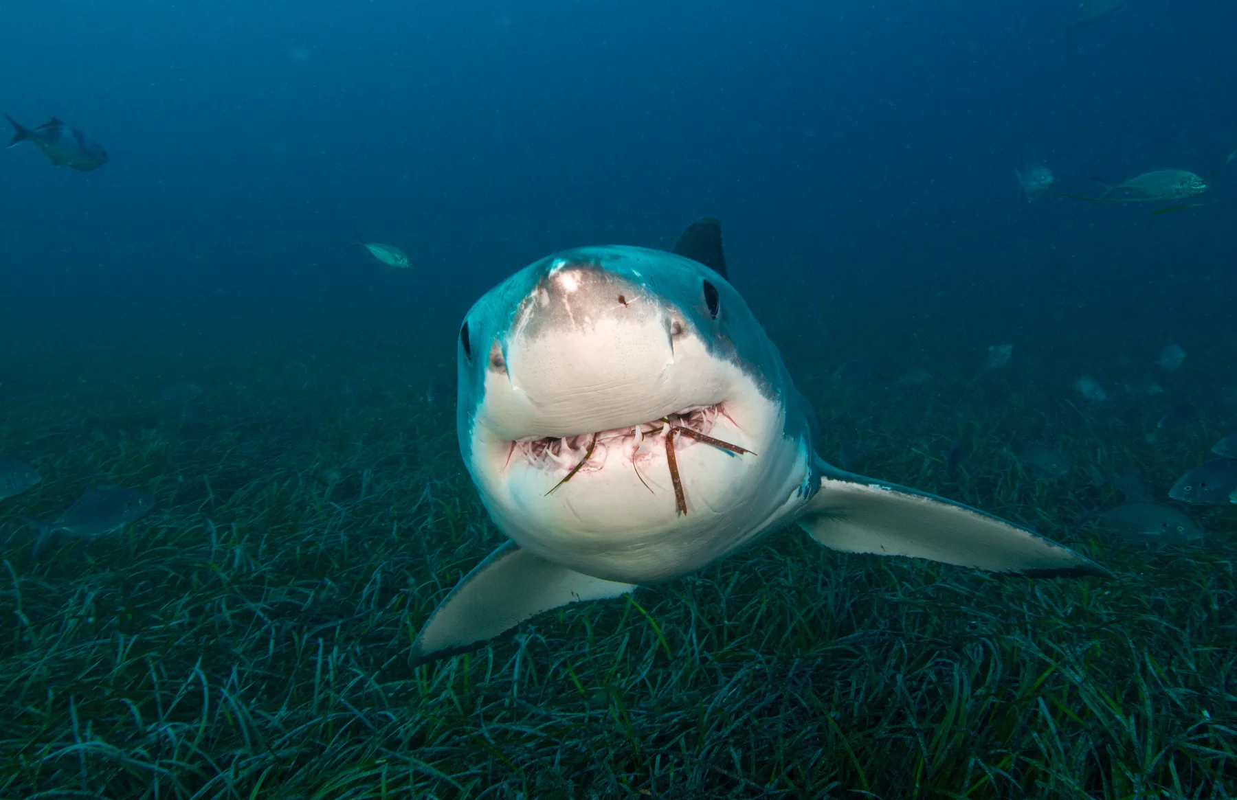 foto submarina de un gran tiburón blanco