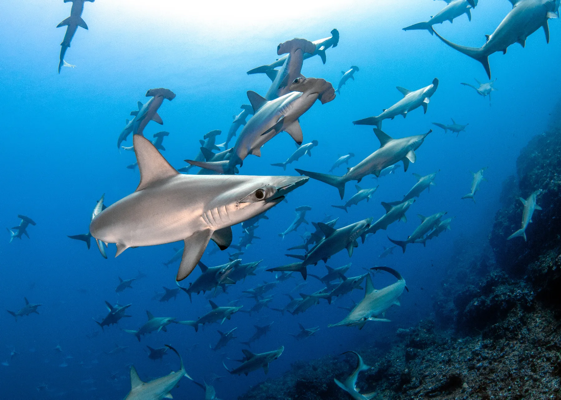 foto submarina de un cardumen de tiburones martillo