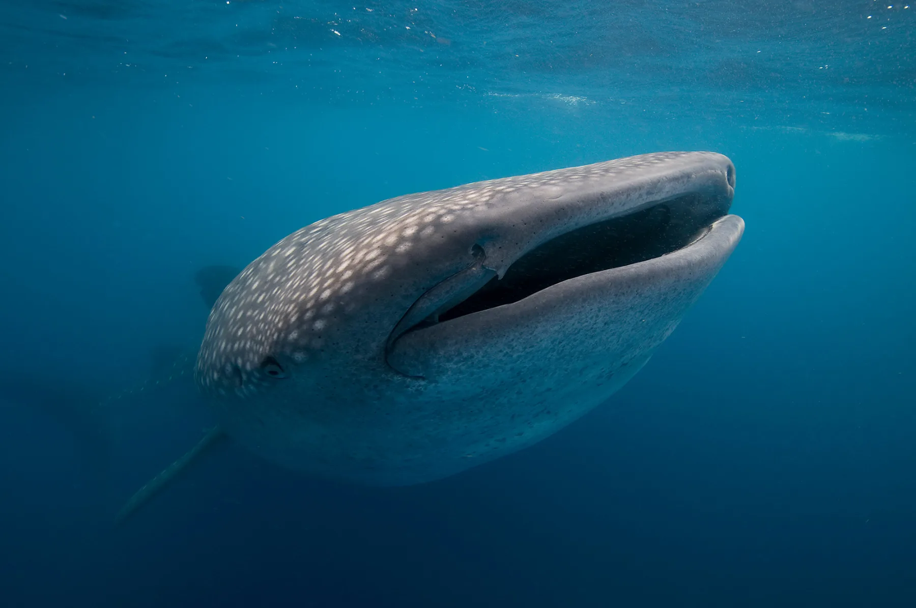tiburón ballena en el océano