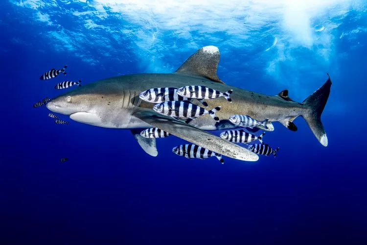 tiburón oceánico de punta blanca (Carcharhinus longimanus) con peces