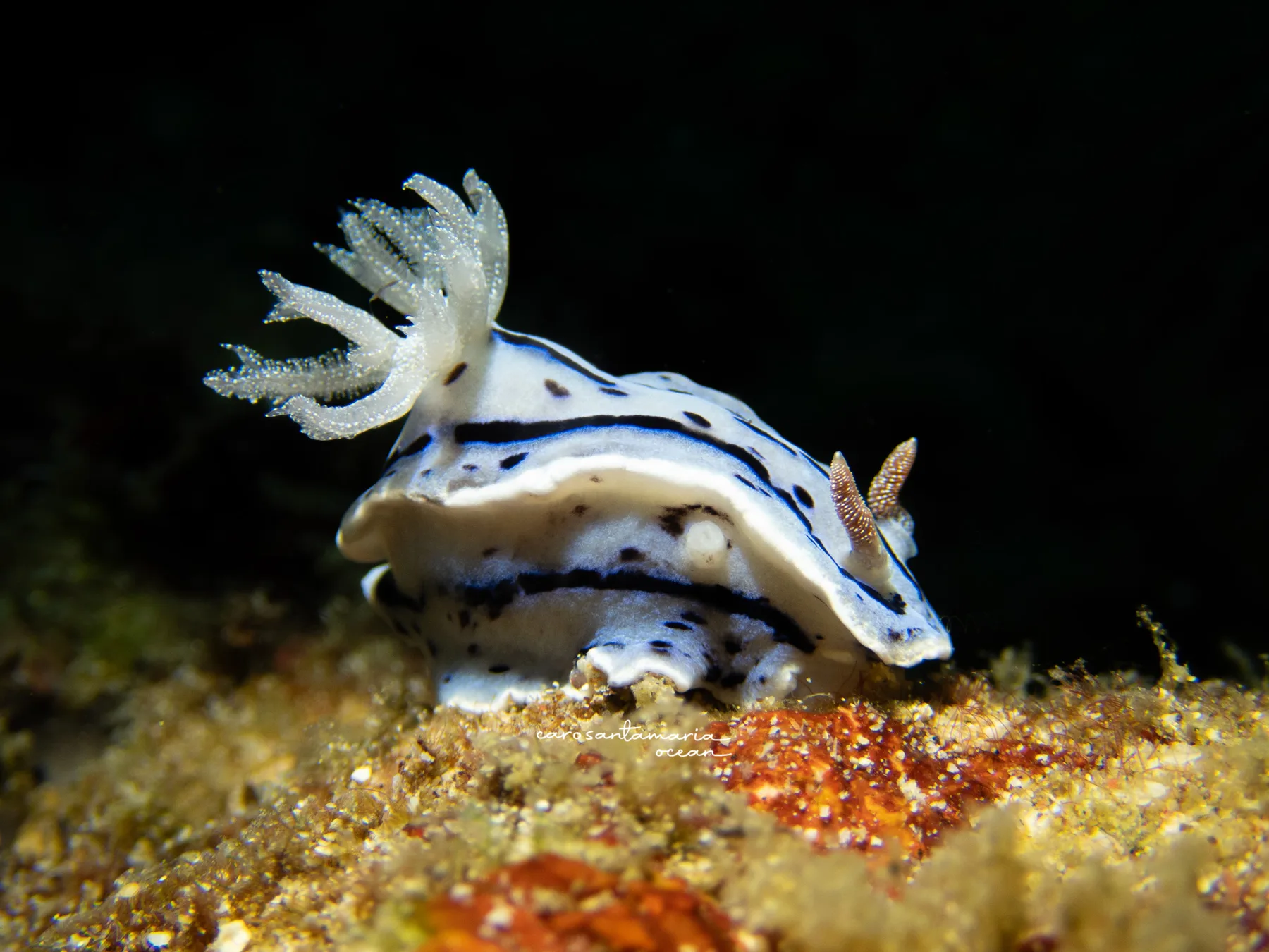 Un nudibranquio Chromodoris willani en azul y blanco