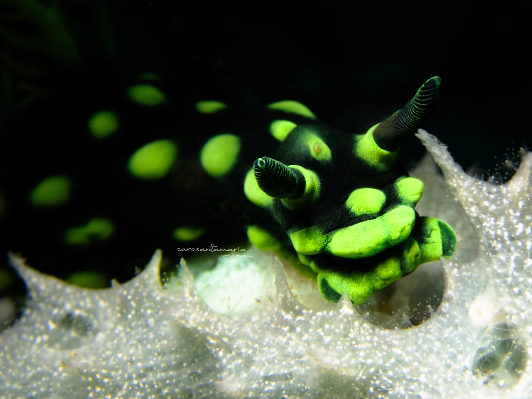 Un nudibranquio Nembrotha cristata, negro con tubérculos verdes vívidos, los rinoforios levantados contra un fondo bokeh suave de estructura de arrecife con puntos verdes, fotografiado con la Olympus TG-6 demostrando la elección de apertura y la profundidad de campo.
