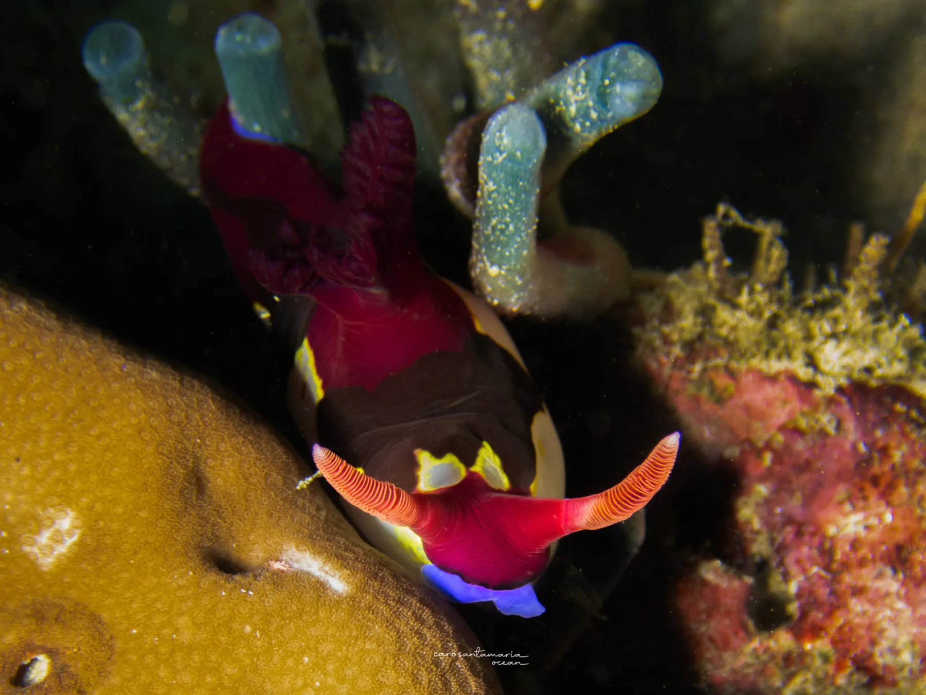 Un nudibranquio Nembrotha kubaryana en un arrecife del Verde Island Passage, una de las decenas de especies de nudibranquios que la zona ayudó a describir.