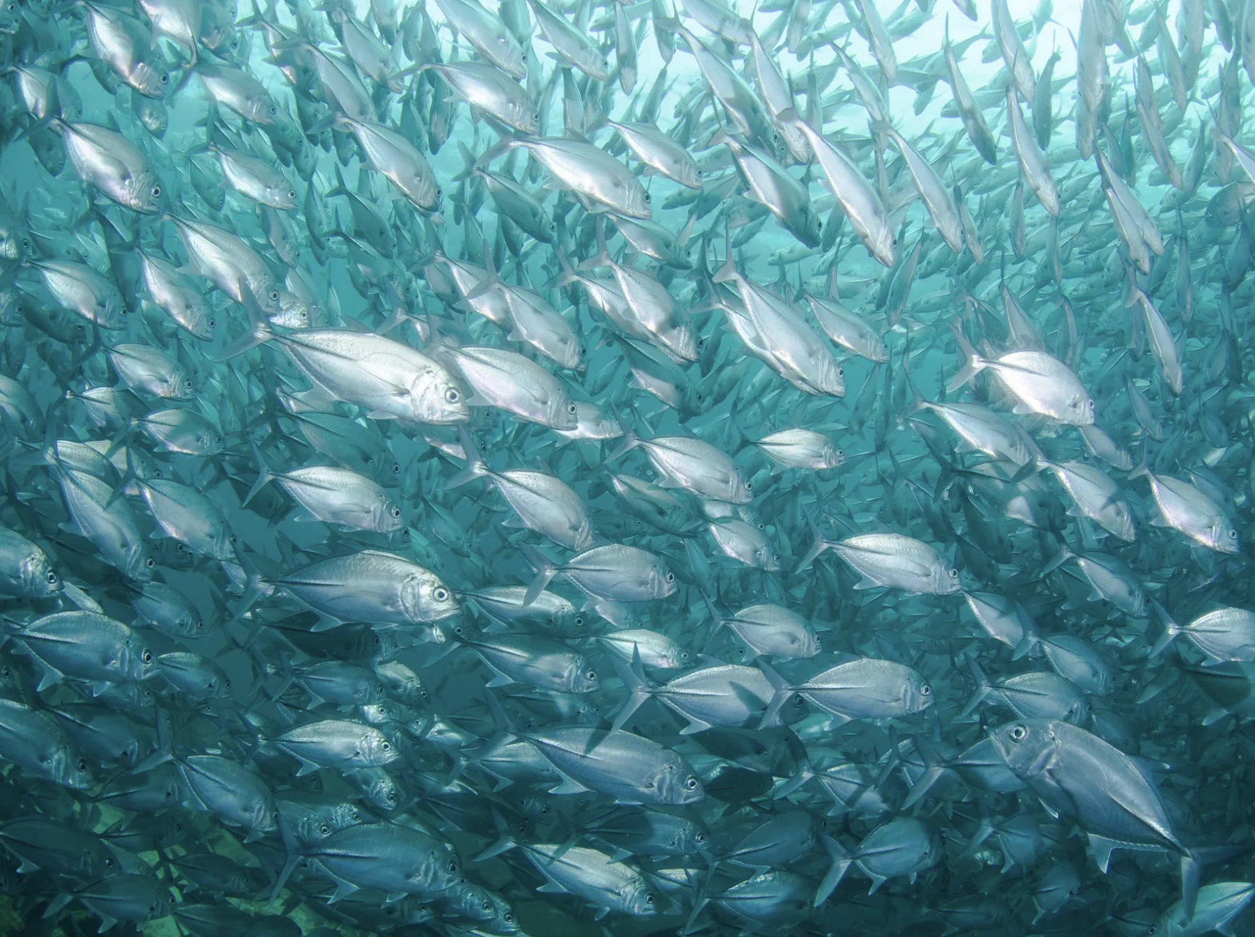 Un cardumen apretado de jureles ojones girando en agua azul en el Verde Island Passage, la densa biomasa de cardúmenes que sostienen las corrientes ricas en nutrientes del estrecho.