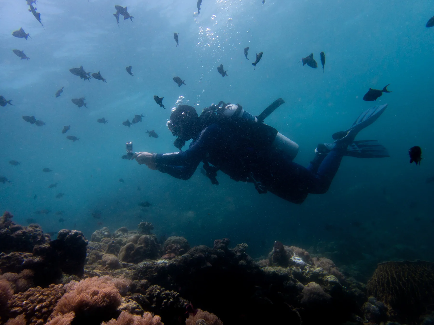 Un buzo aleteando sobre el arrecife entre cardúmenes de peces en el Verde Island Passage, el centro del centro de la biodiversidad marina.