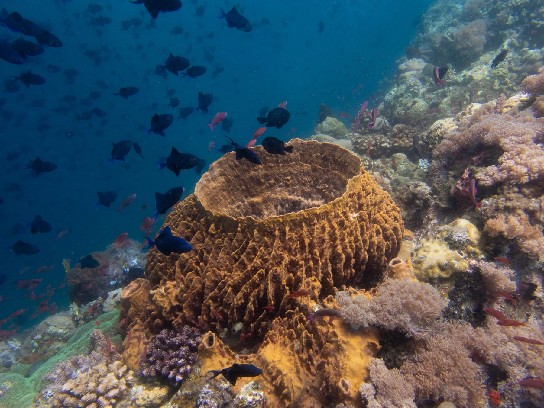 Una gran esponja barril sobre un arrecife sano de coral duro rodeada de damiselas azules en el Verde Island Passage.