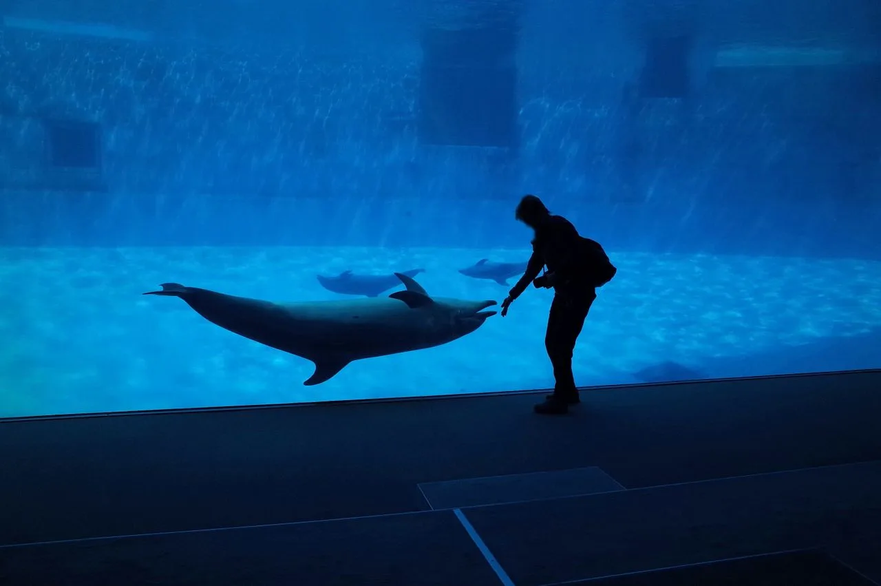 delfines en cautiverio dentro de un tanque mientras una persona los mira a través del vidrio