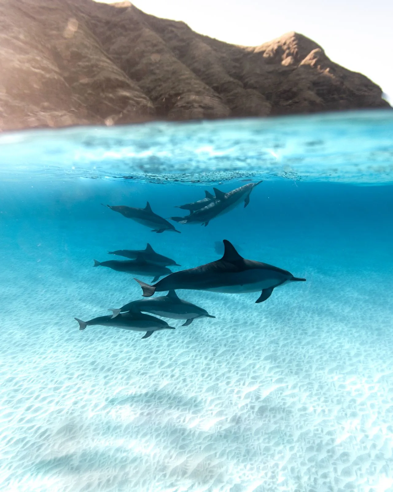 Grupo de delfines nadando en aguas cristalinas del océano.