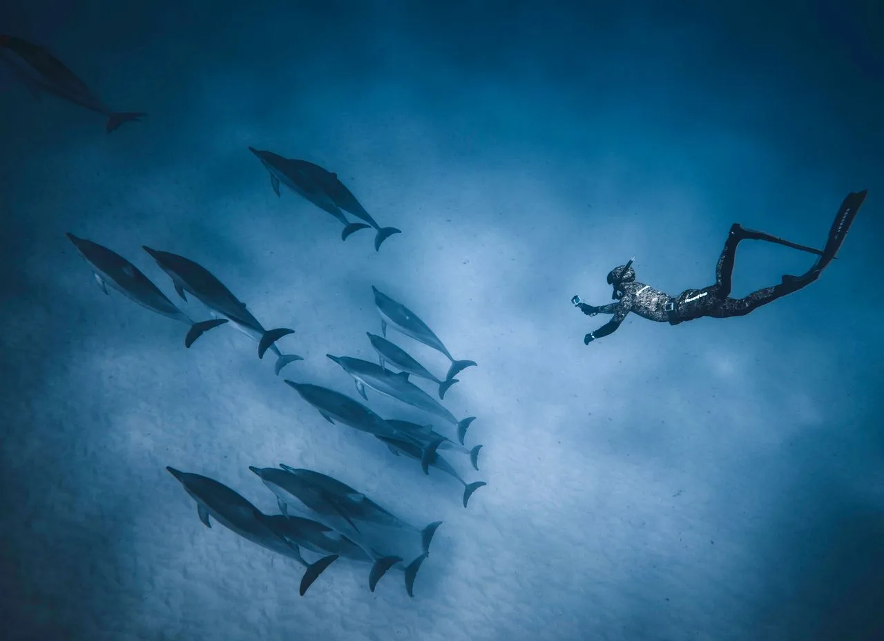 Una apneísta y un grupo de delfines nadando en el océano transparente.