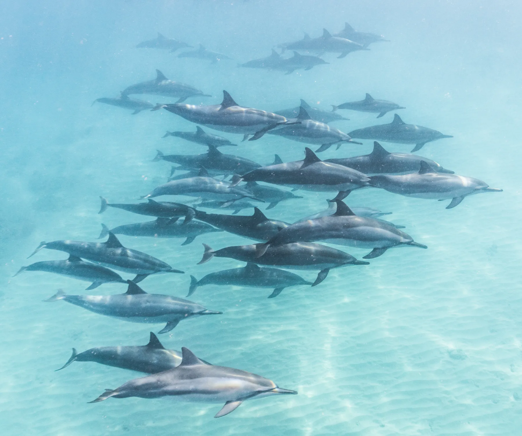 gran grupo de delfines en Hawái