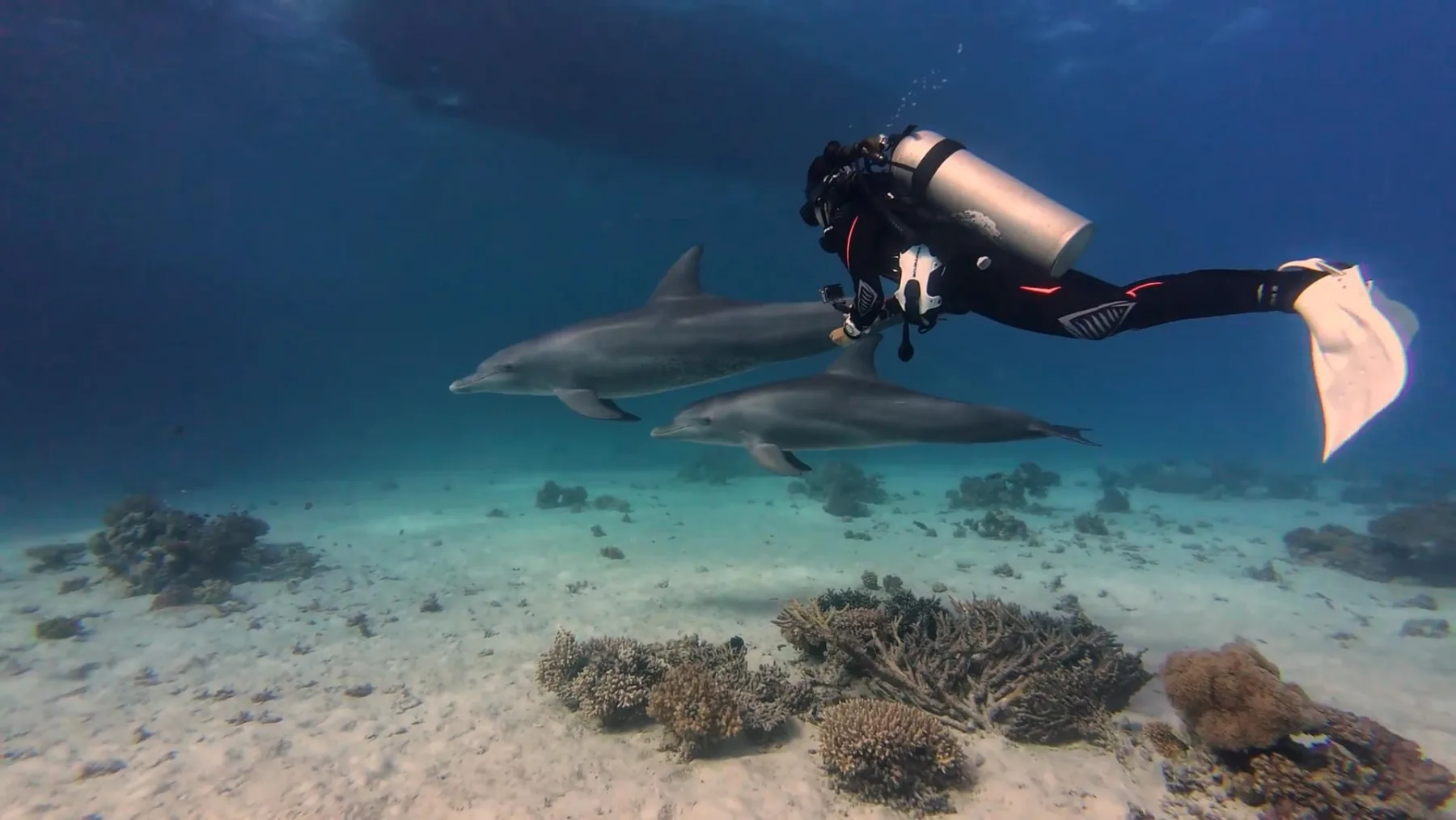 Buza bajo el agua con delfines nariz de botella en el Mar Rojo
