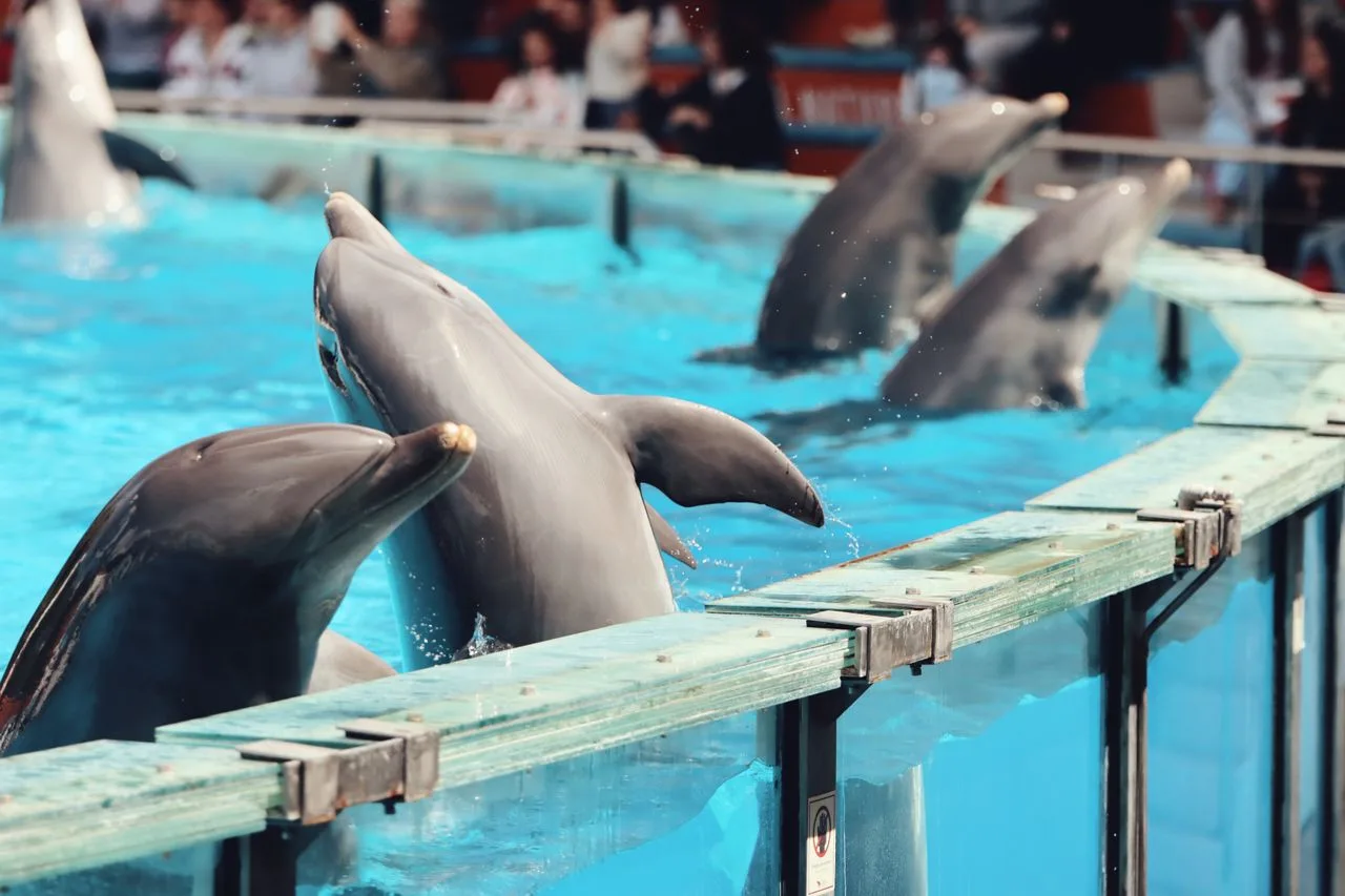 grupo de delfines en cautiverio obligados a actuar para el entretenimiento humano