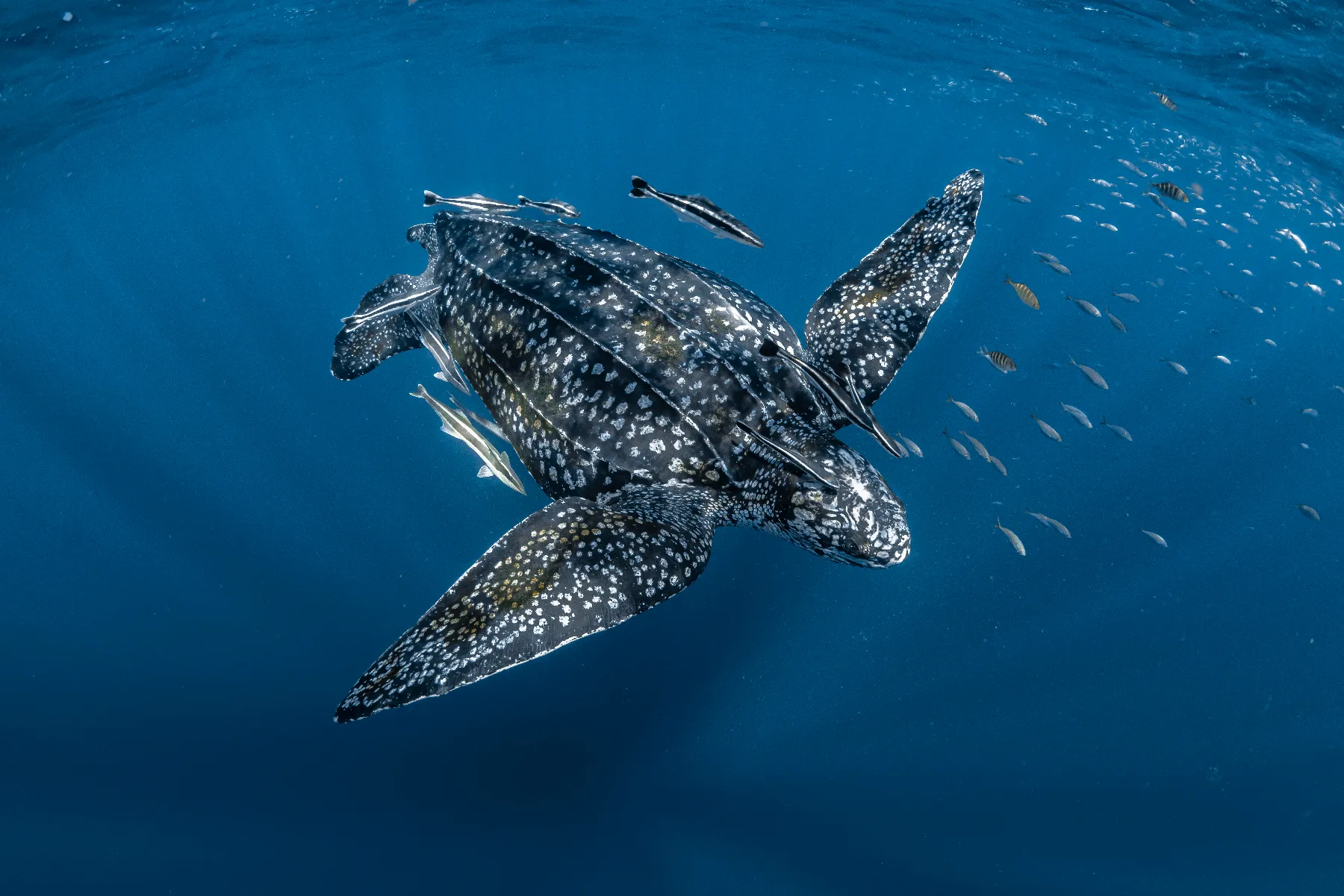 Tortuga laúd en mar abierto rodeada de peces pequeños