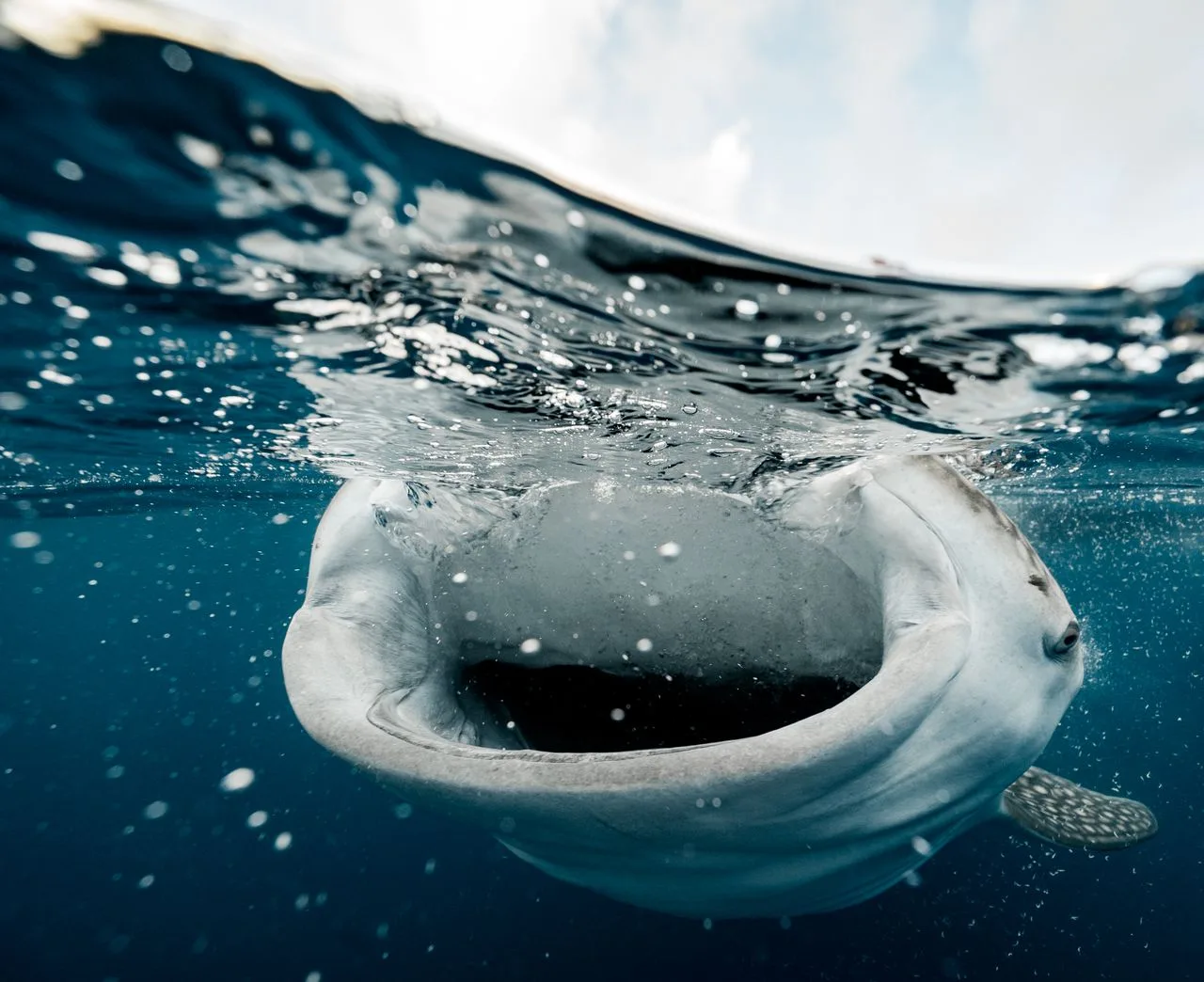 whalesharks with mouth open feeding on plankton at the surface 