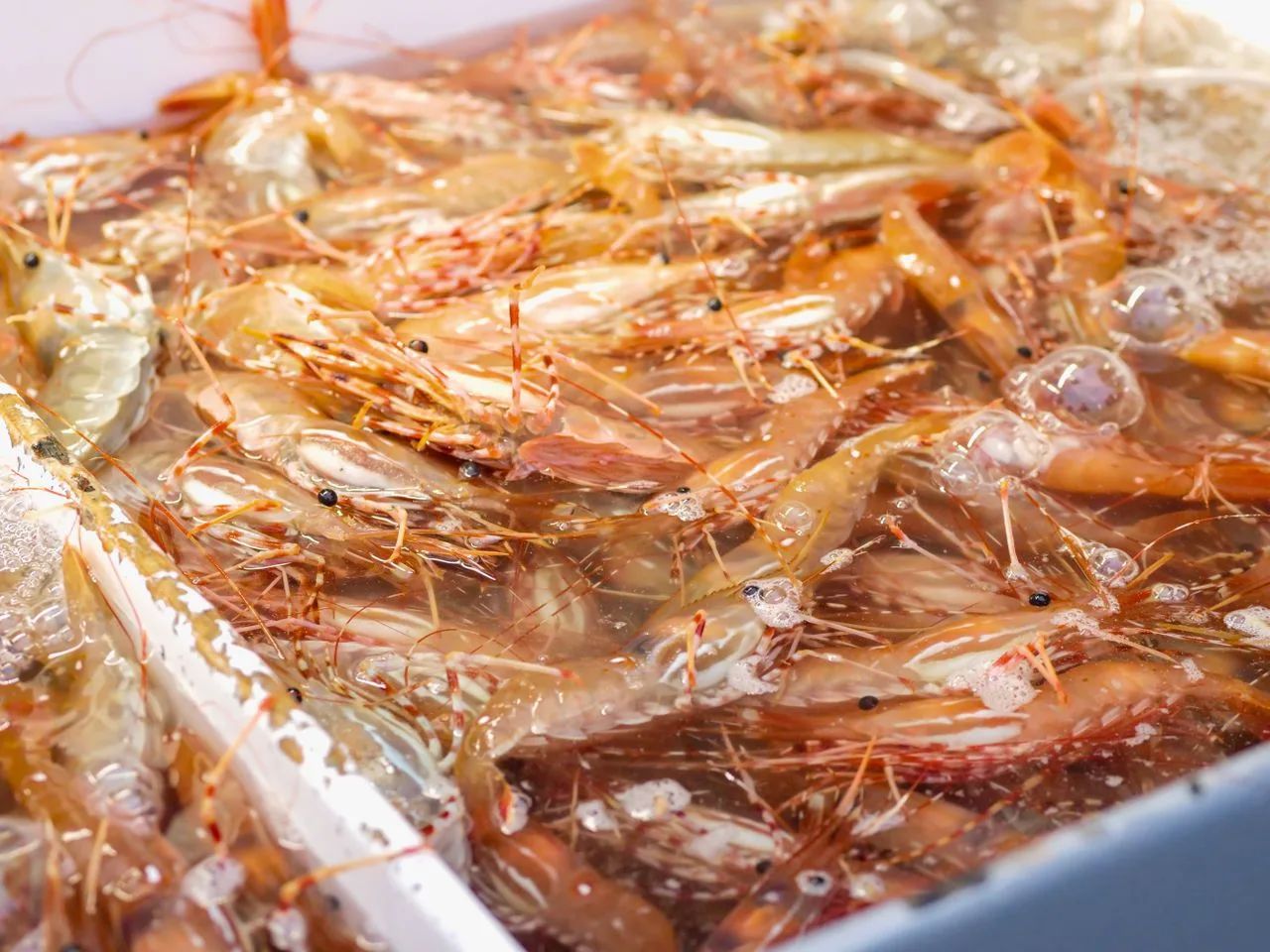 dozens of krill inside a water container at a market