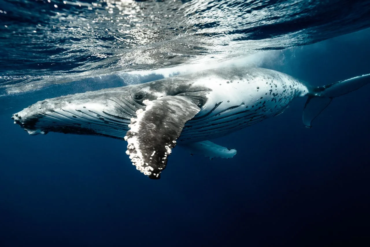 humpback whale turning just beneath the surface in deep blue water