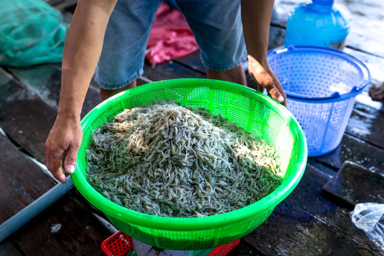 fisherman holding basket full of krill 