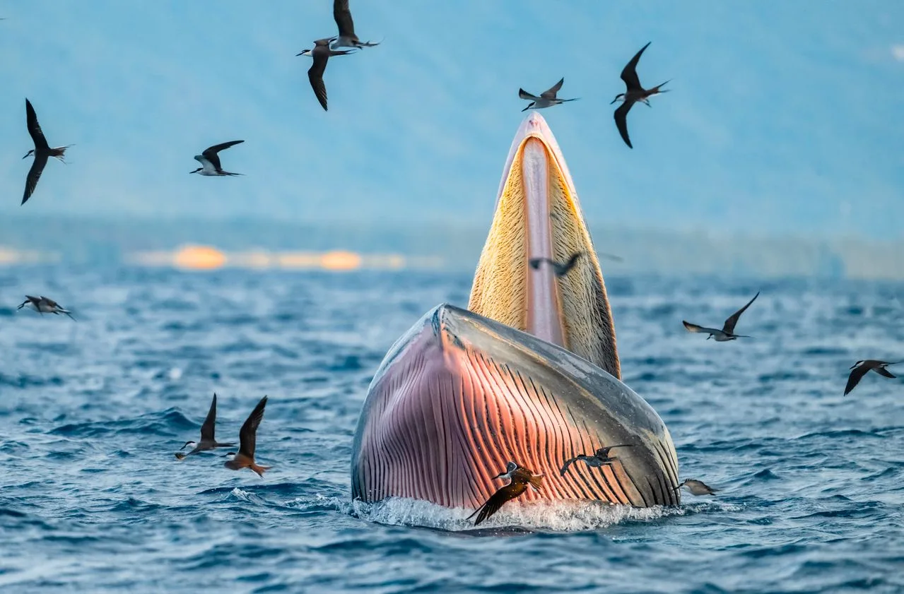 whale and sea birds at the surface of the ocean feeding on kril