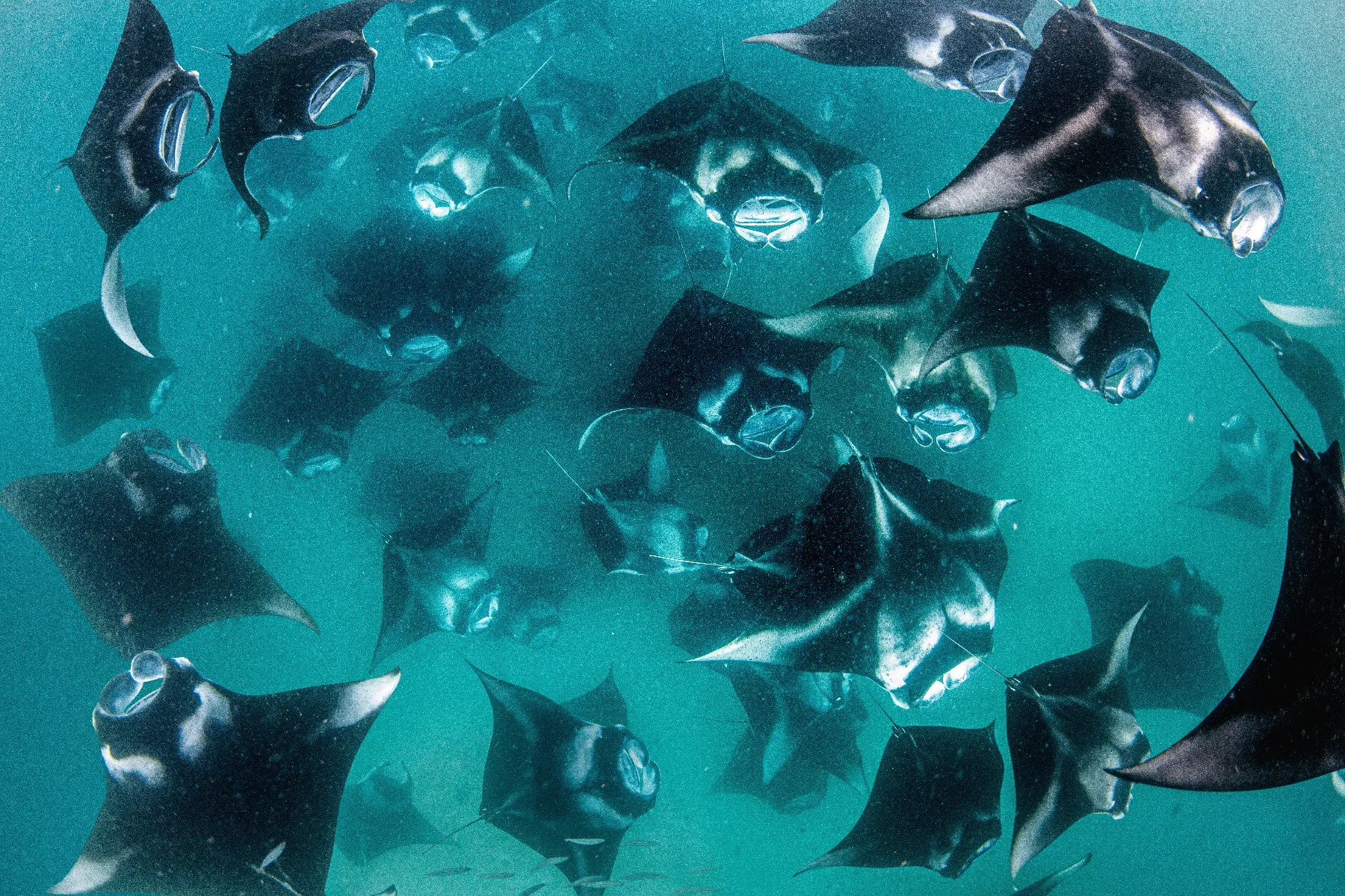 gran grupo de mantarrayas en Maldivas