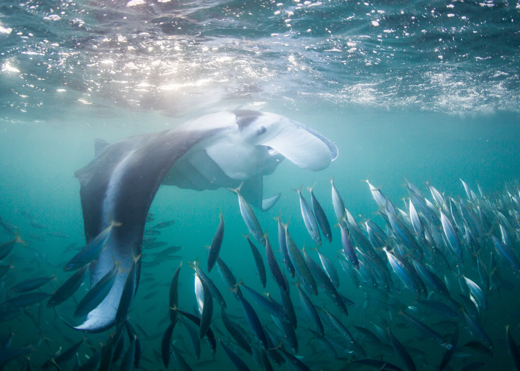 Mantarraya alimentándose en la superficie rodeada de un cardumen de peces
