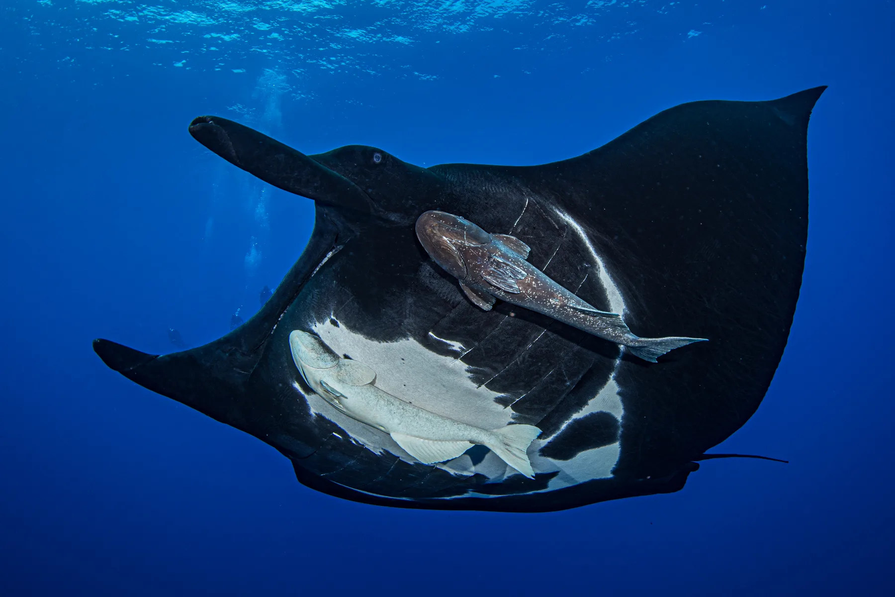 Mantarraya negra con rémora