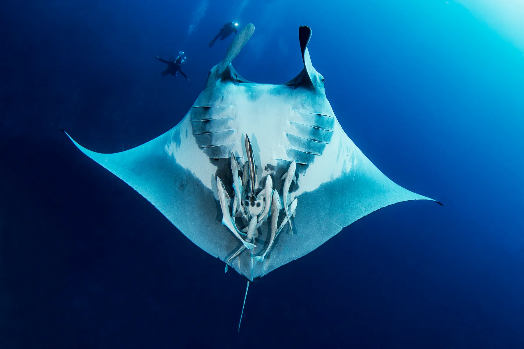 parte inferior de una mantarraya con varias rémoras y buzos al fondo