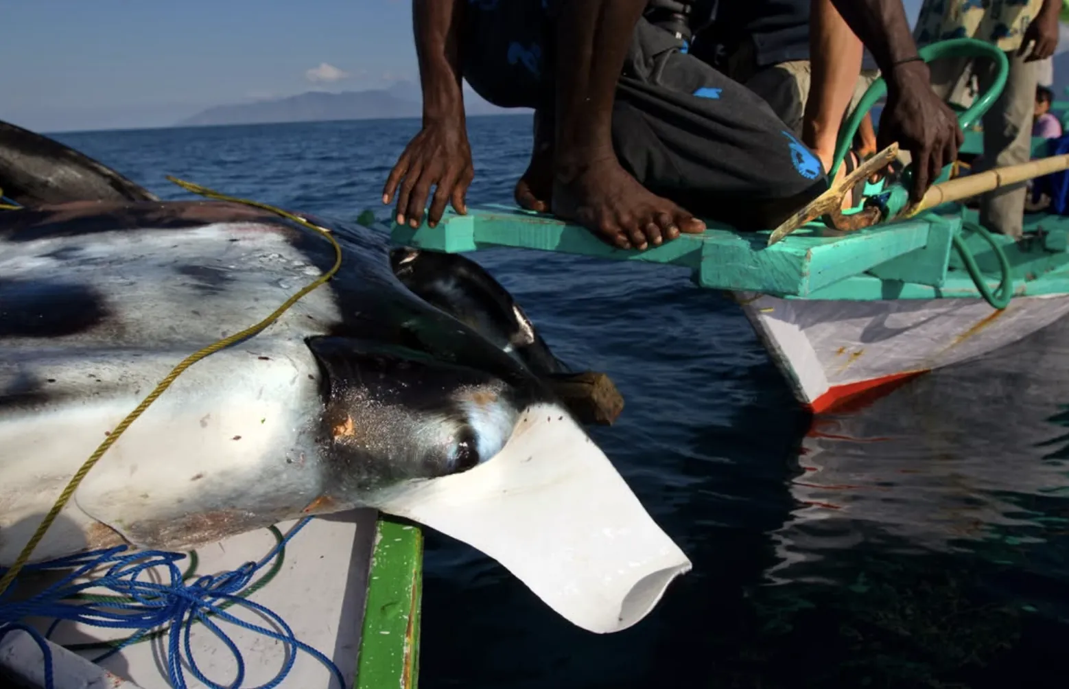 Una raya muerta izada a mano sobre un pequeño bote de pesca, con el ala colgando sobre la borda