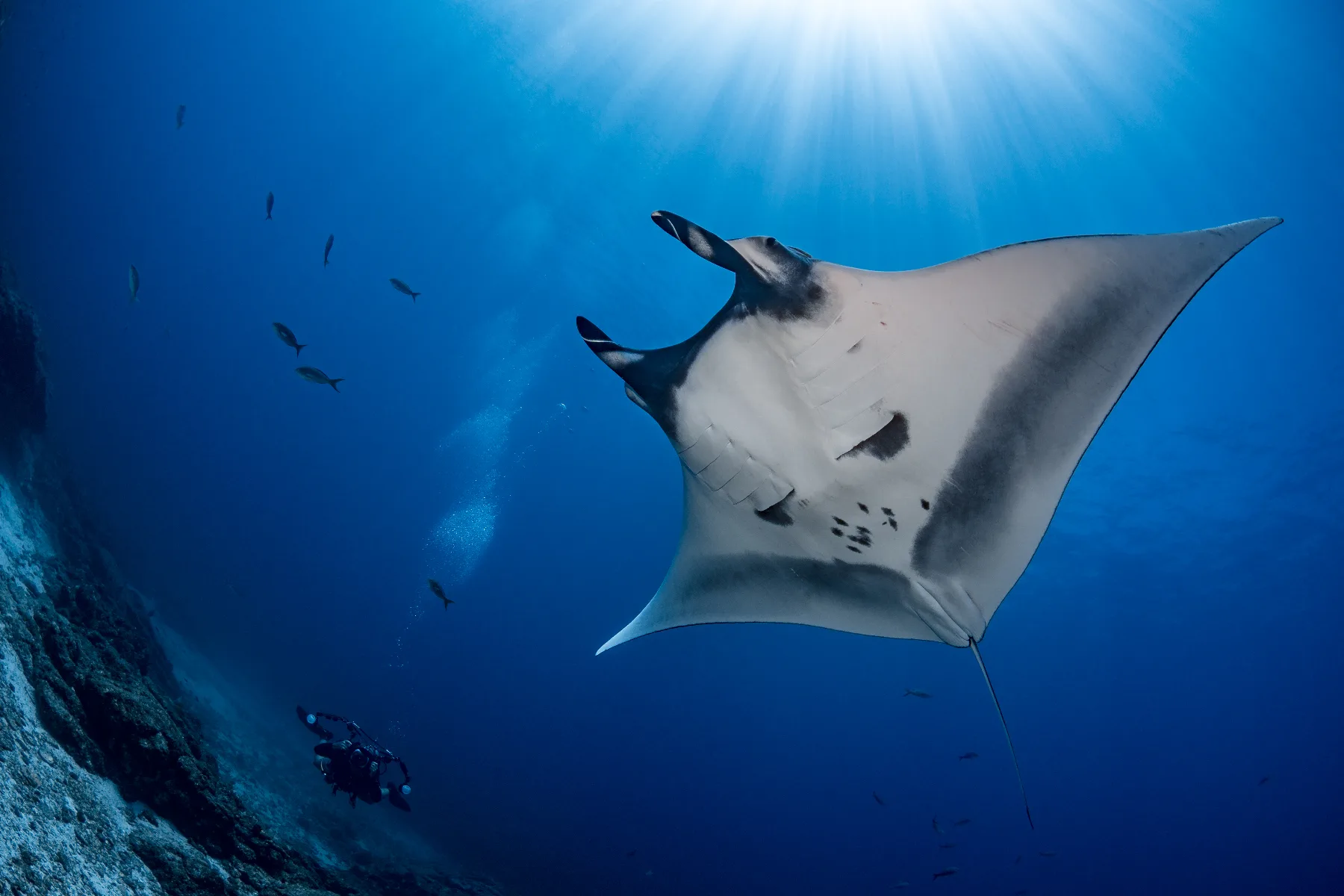 Imagen del vientre de una mantarraya mostrando patrones únicos de identificación mientras un buzo y fotógrafo submarino toma fotos
