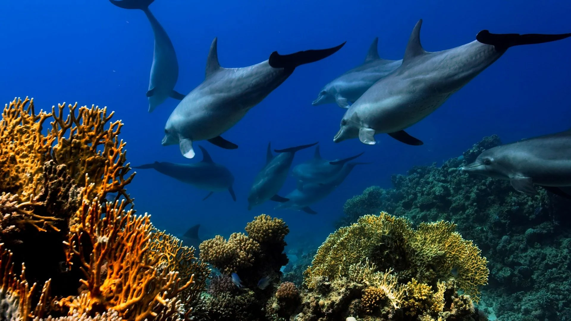 Un grupo de delfines nariz de botella nadando juntos sobre un arrecife de coral en agua azul clara, un avistamiento que depende de la salud de los ecosistemas marinos que los sustentan.