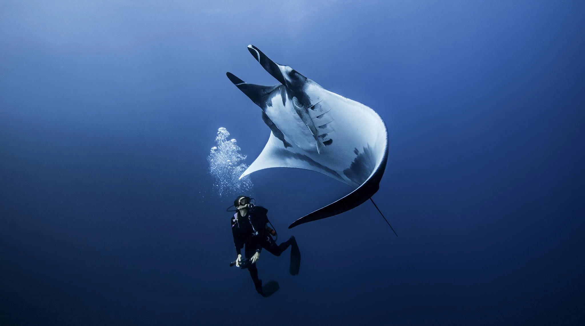 Un buzo bajo una manta raya oceánica virando en agua azul abierta, el tipo de encuentro que solo existe donde el océano es lo suficientemente sano para sostener grandes especies pelágicas.