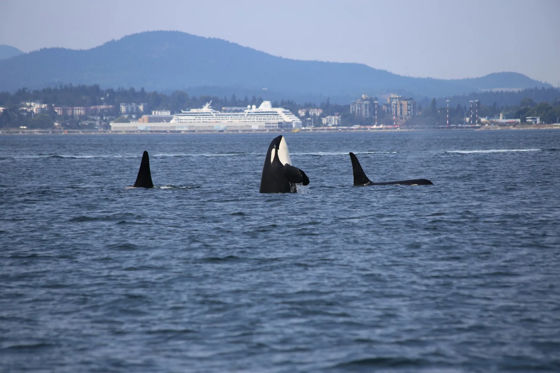 three orcas in the ocean with a cruise ship in the background