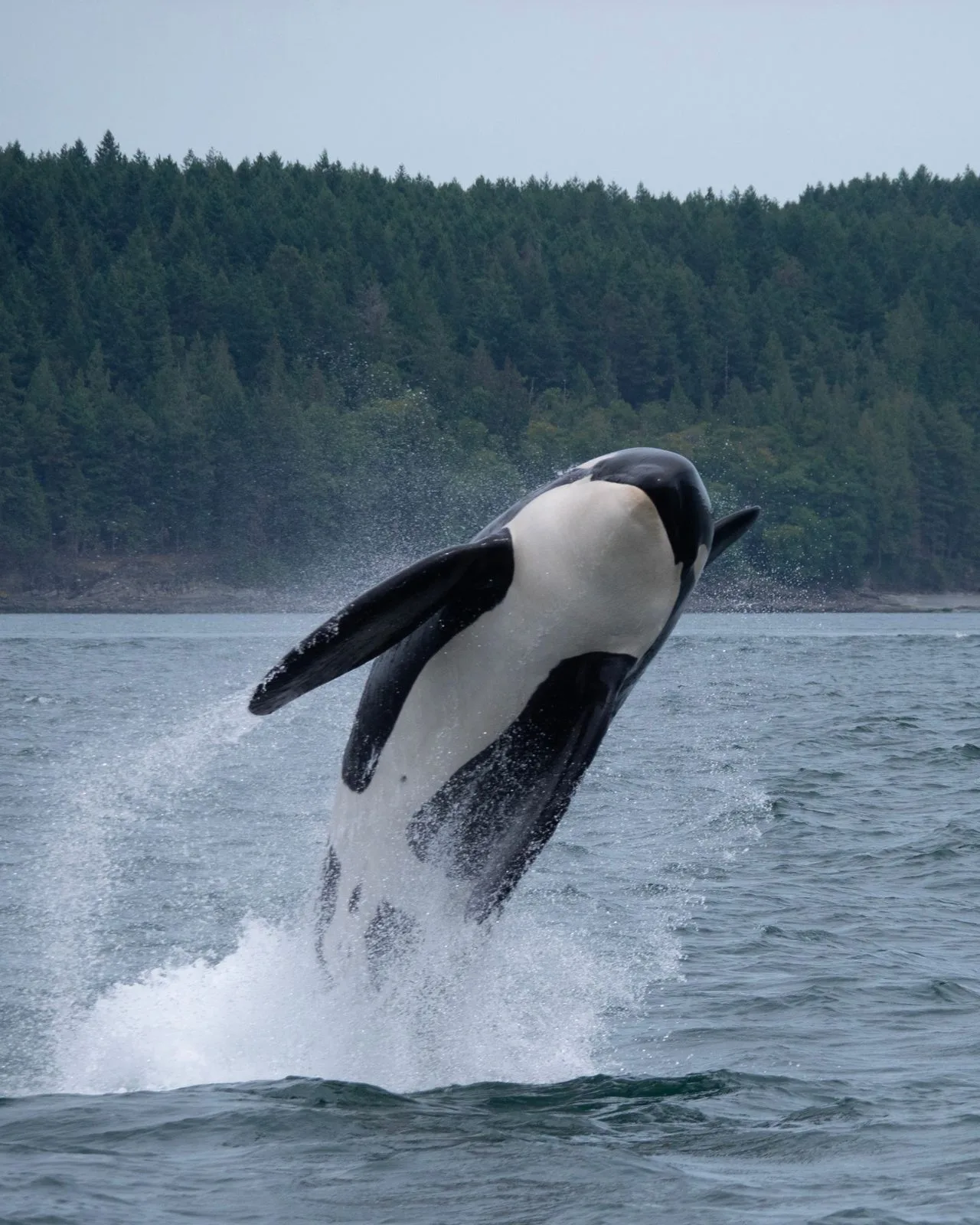 killer whale beaching in the ocean