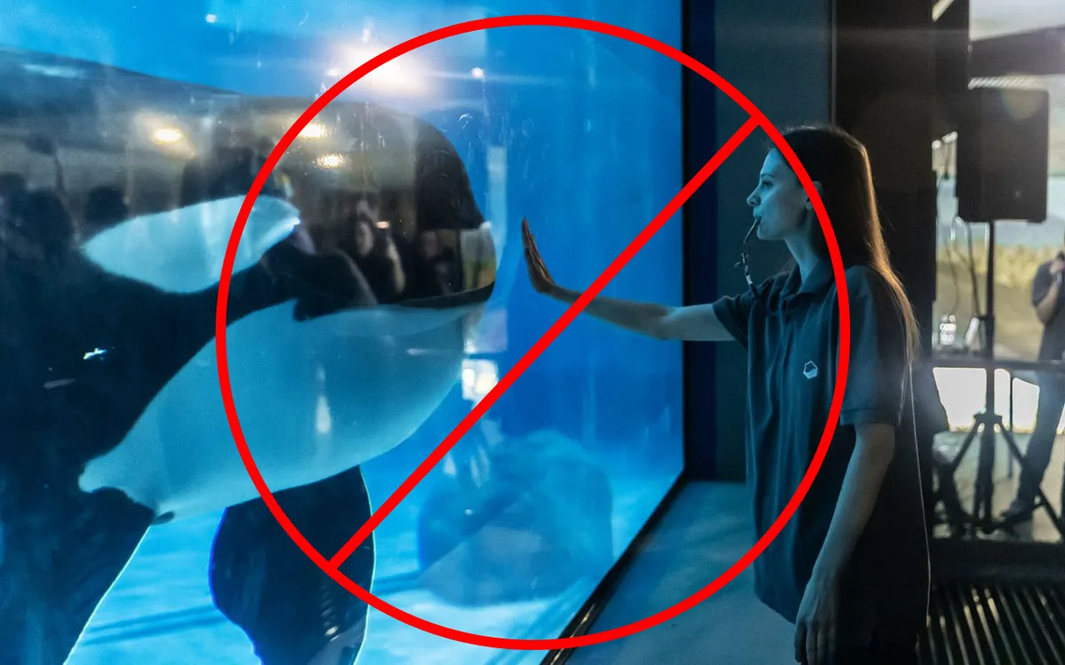 empty-the-tanks-orca-in-captivity-with-trainer
