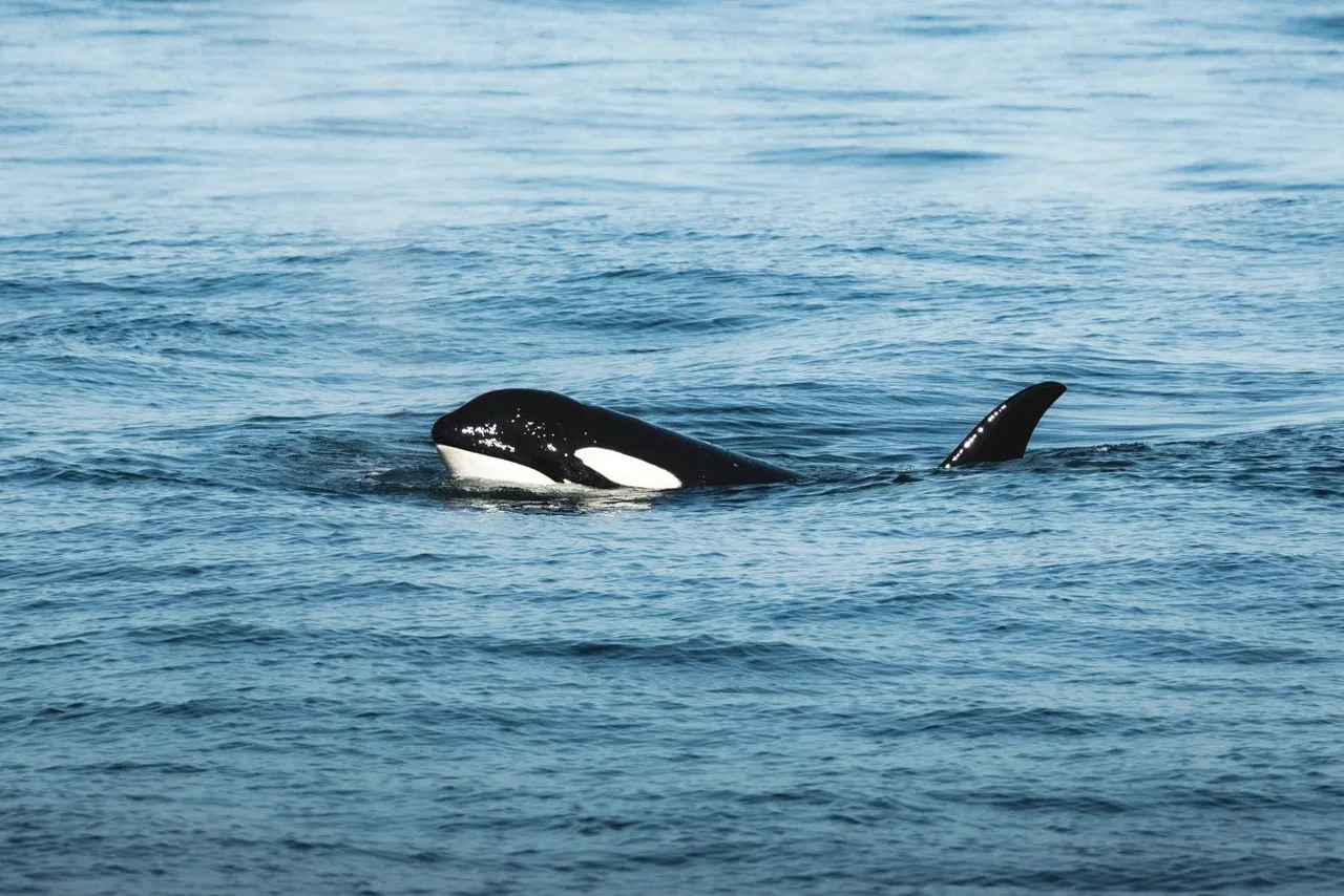 wild killer whale on the surface of the ocean