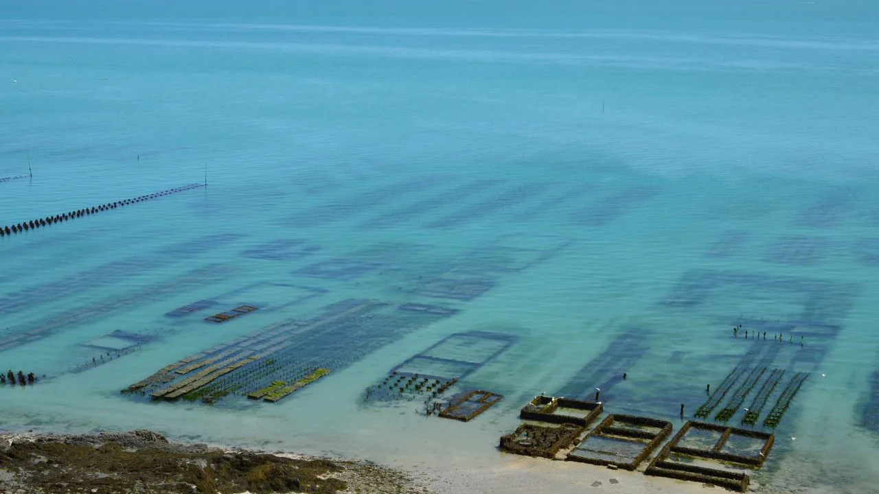 aerial shot of an oyster farm