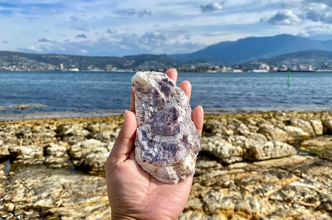hand holding an oysters shell with a coastal scenery background