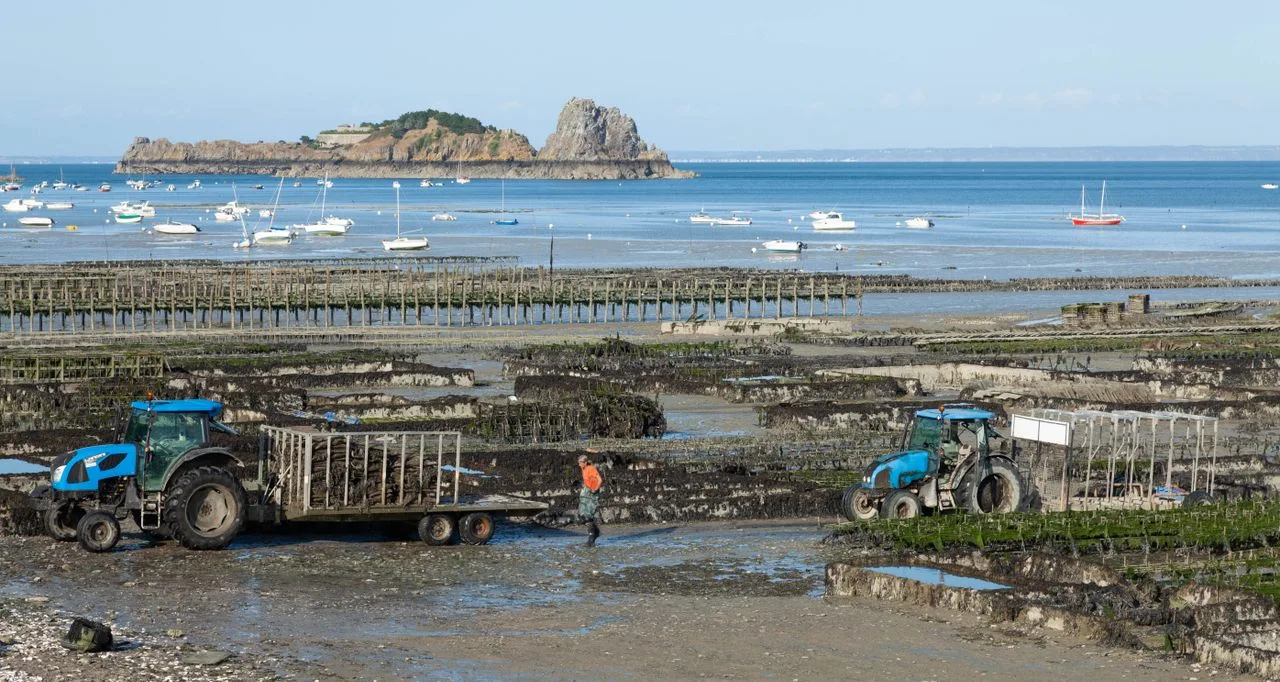 Aerial view of oyster farming with tractors and a scenic coastal backdrop