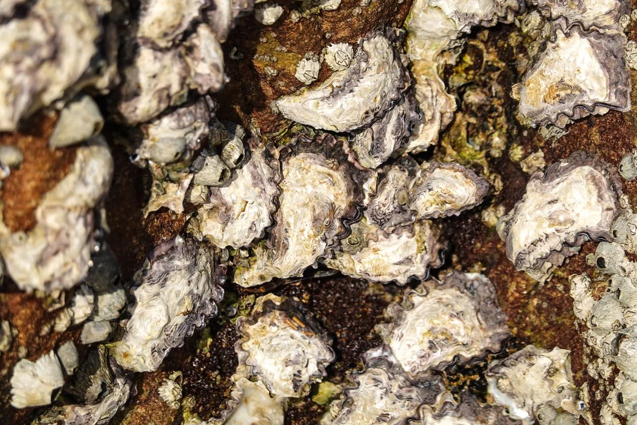 Close-up of oysters on a rocky wall at low tide