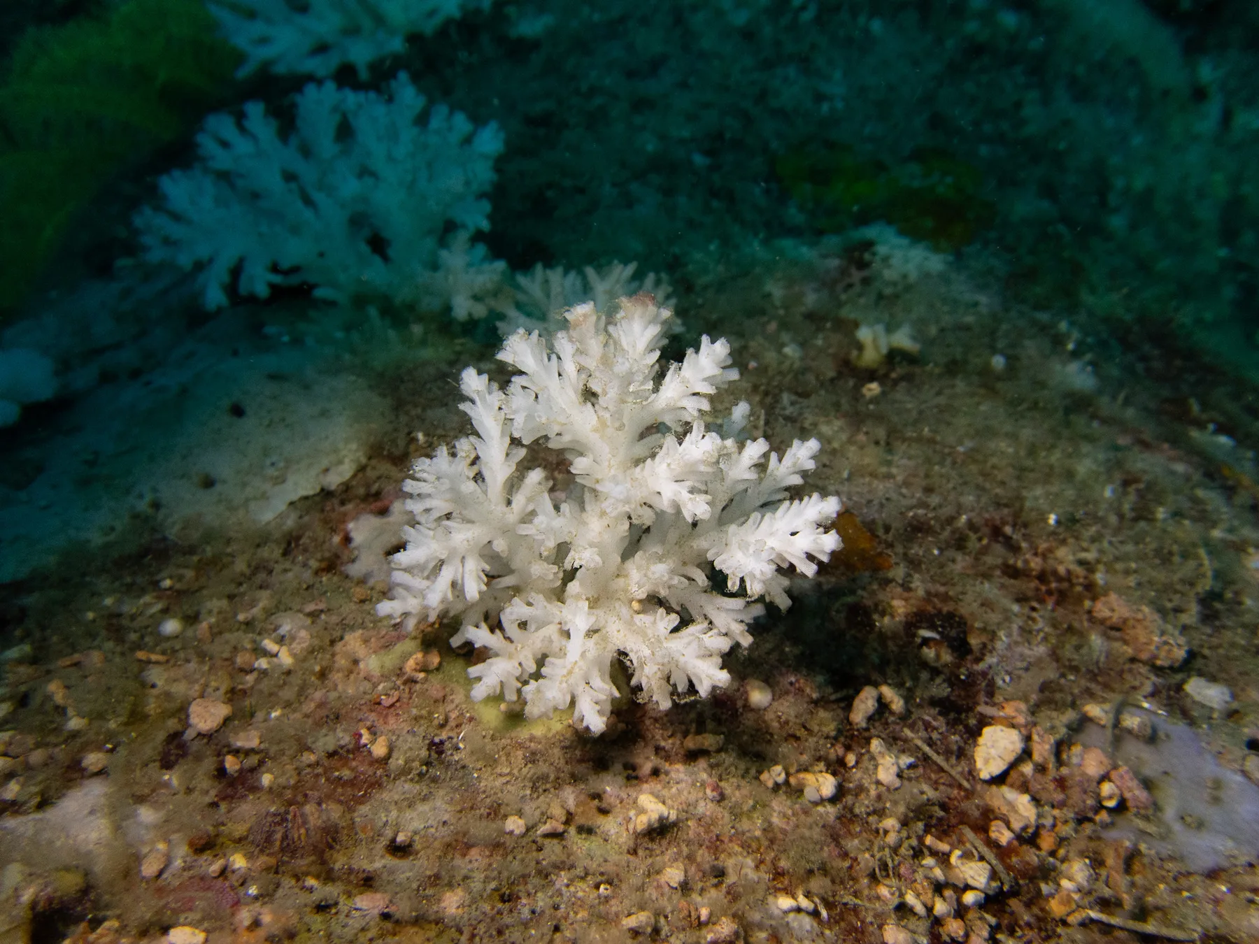Una pequeña colonia de coral blanqueado blanco solitaria sobre un sustrato arenoso junto a un coral blando azul grisáceo sano, el contraste visual entre lo que hace el blanqueamiento y cómo debería verse un arrecife.