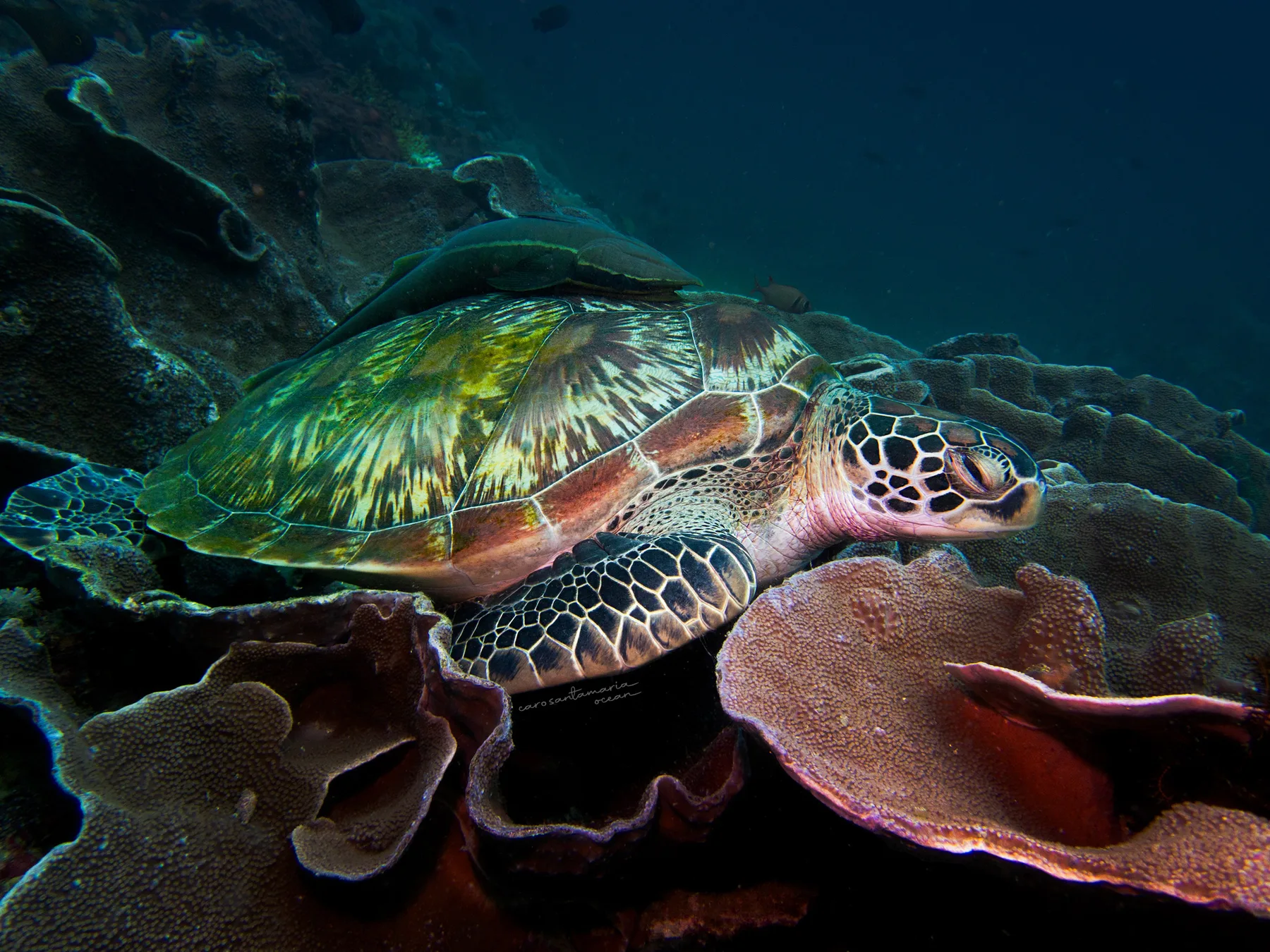 Una tortuga verde descansando en un arrecife de Puerto Galera entre esponjas barril y coral blando rosado y púrpura, el tipo de comunidad de arrecife que las AMPs saludables sostienen.