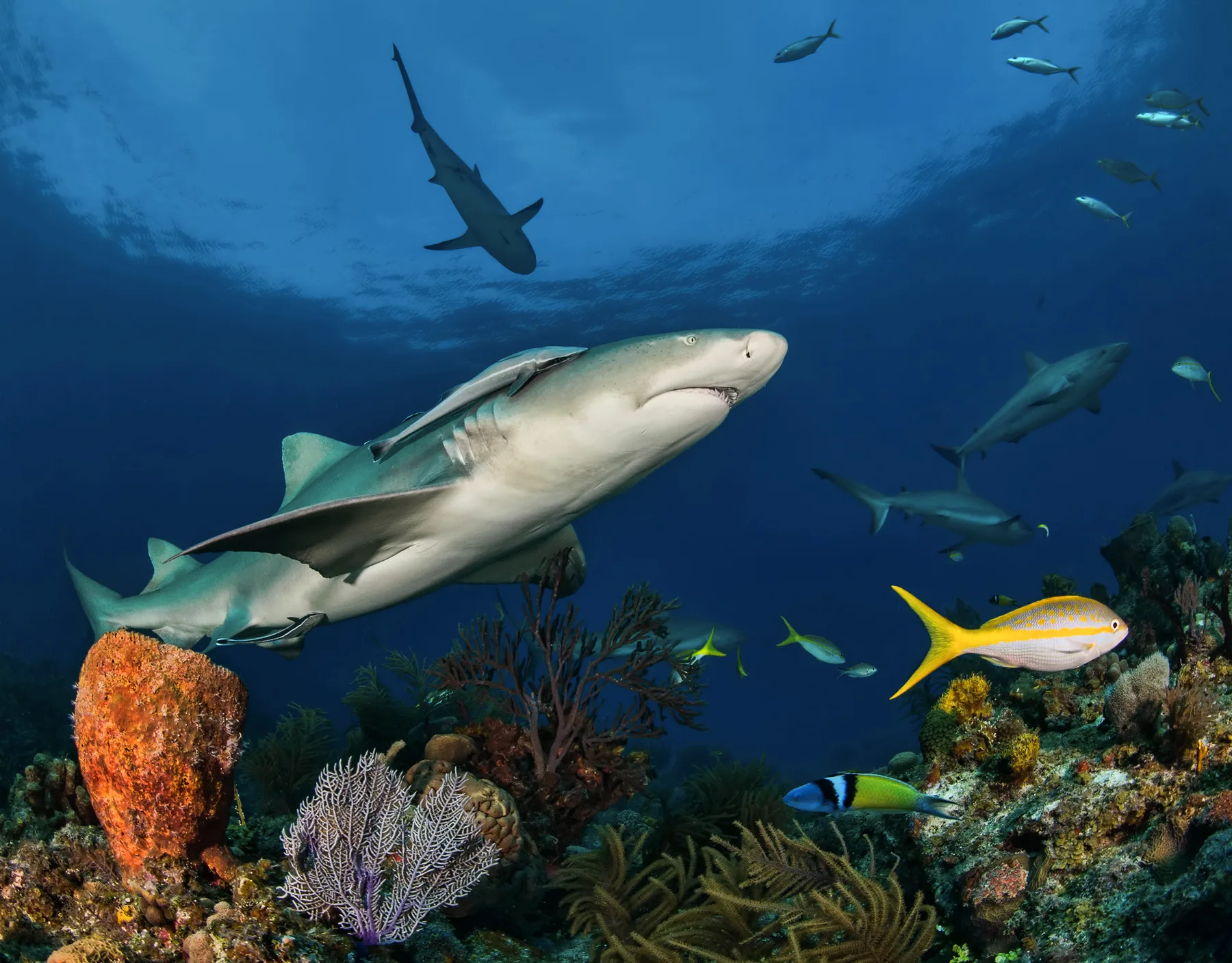 Un tiburón limón cruzando cerca sobre un arrecife caribeño con un pargo cola amarilla en primer plano y tiburones de arrecife al fondo, el tipo de población intacta de tiburones que sostienen los arrecifes sanos.