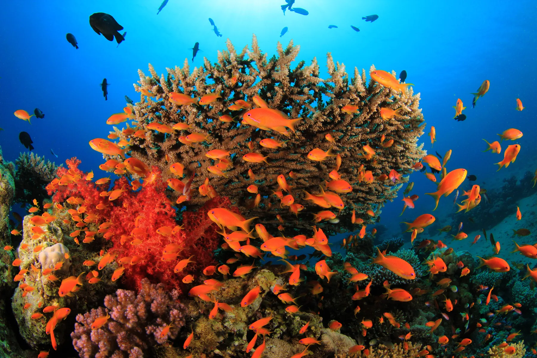 Una vibrante escena de arrecife del Mar Rojo con un coral duro ramificado cubierto de pequeños anthias naranjas, coral blando rojo y coral rosado en primer plano, agua azul arriba.