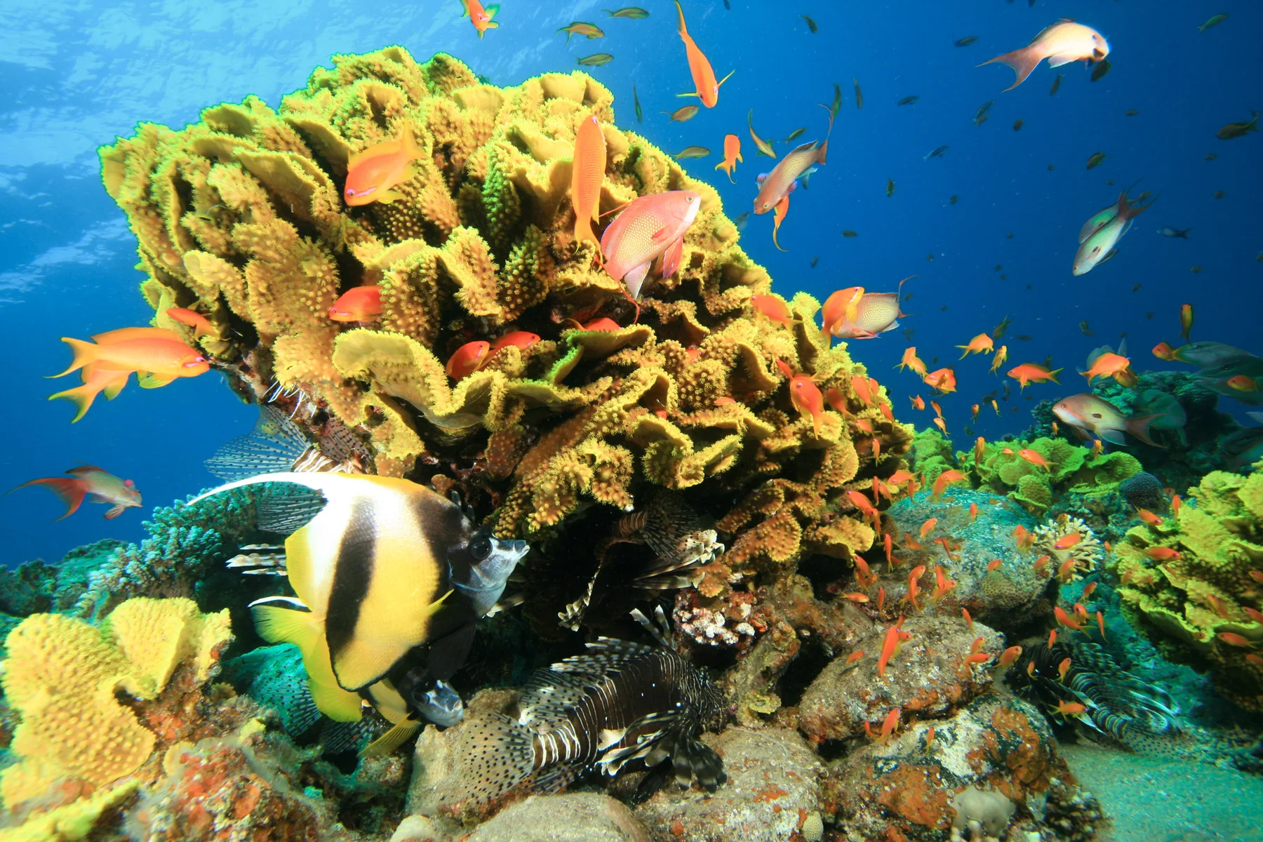 Un arrecife sano del Mar Rojo con un gran coral lechuga amarillo, anthias en cardúmenes al frente, un pez mariposa y un pez león trabajando el borde del arrecife. El tipo de comunidad intacta que produce la protección continua.